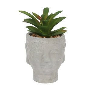 Buddha Head Succulent 16cm